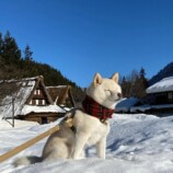 SNSで話題の“クセつよ”柴犬を大特集の画像