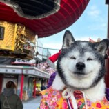 SNSで話題の“クセつよ”柴犬を大特集の画像