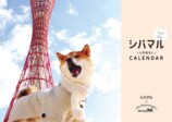 SNSで話題の“クセつよ”柴犬を大特集の画像