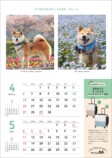 SNSで話題の“クセつよ”柴犬を大特集の画像