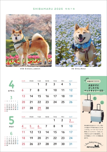 SNSで話題の“クセつよ”柴犬を大特集の画像