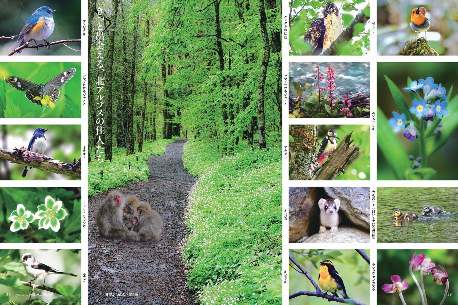 『山と溪谷』が作る上高地ガイド　の画像