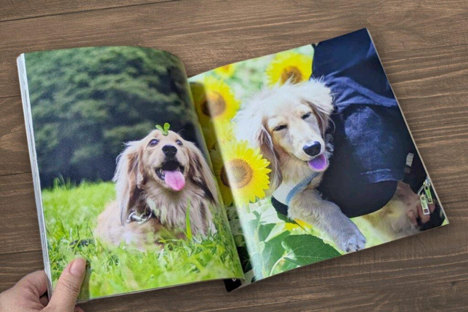 うちのこ写真集『ハチワレ猫 はっちゃん写真集』の画像