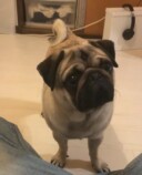 コスパも機能も大満足のペットカメラを紹介の画像