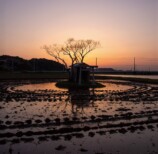 田んぼのまん中にポツンと神社がある理由の画像
