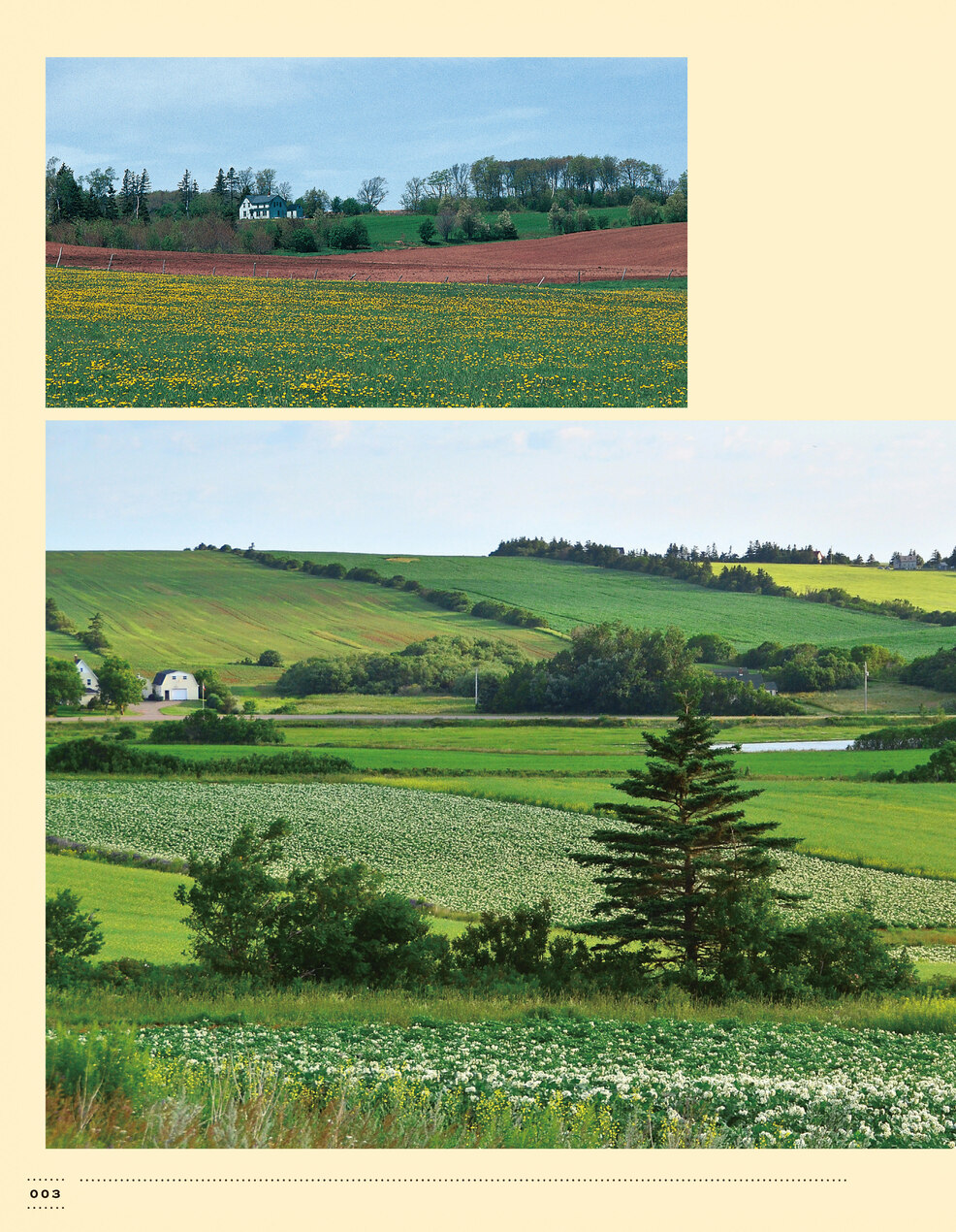 世界中で愛されるアン・シャーリーの魅力とは？の画像