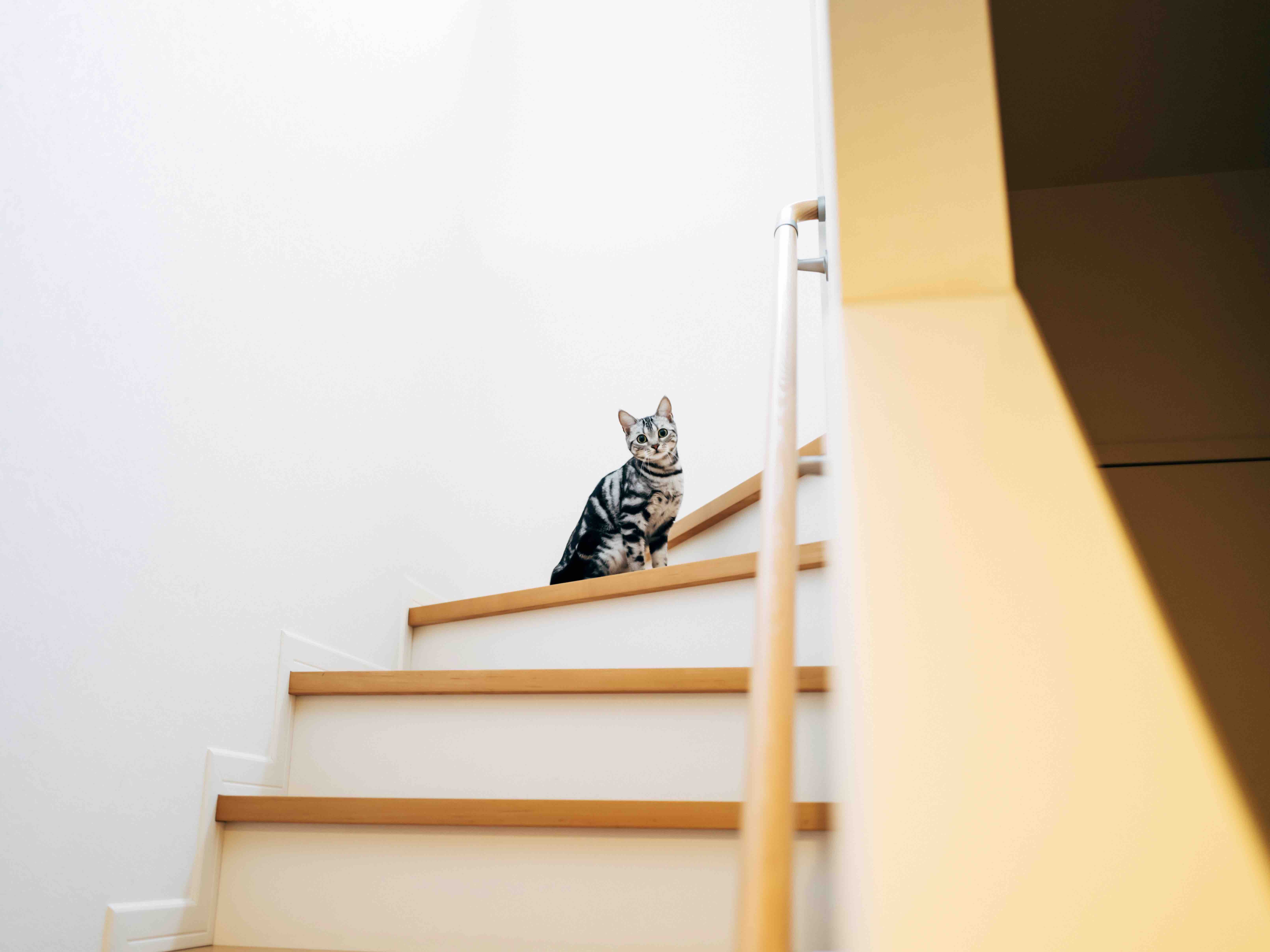 写真家・幡野広志の新刊が発売の画像