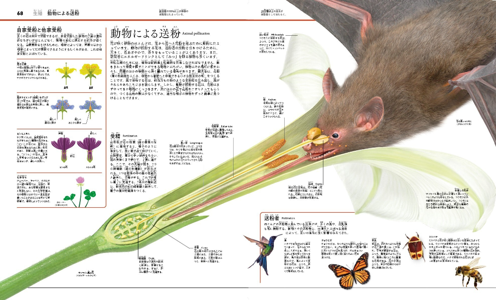 『植物と菌類のサイエンス大図鑑』の画像