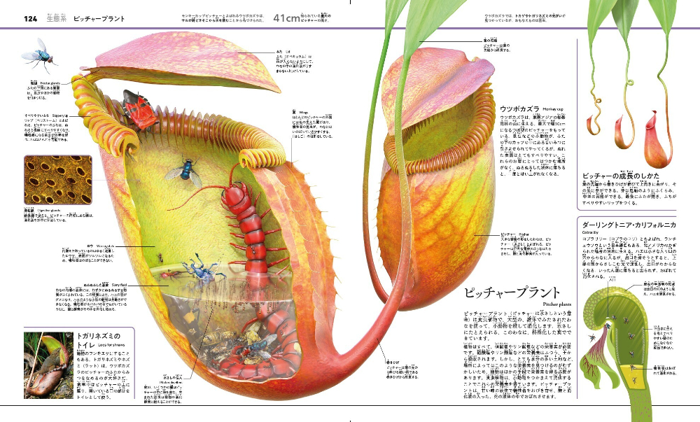 『植物と菌類のサイエンス大図鑑』の画像