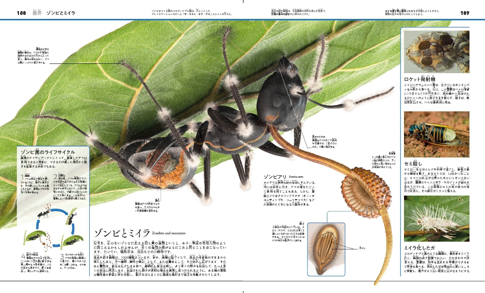 『植物と菌類のサイエンス大図鑑』の画像
