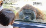 オランウータン「キュー」の写真絵本が発売の画像