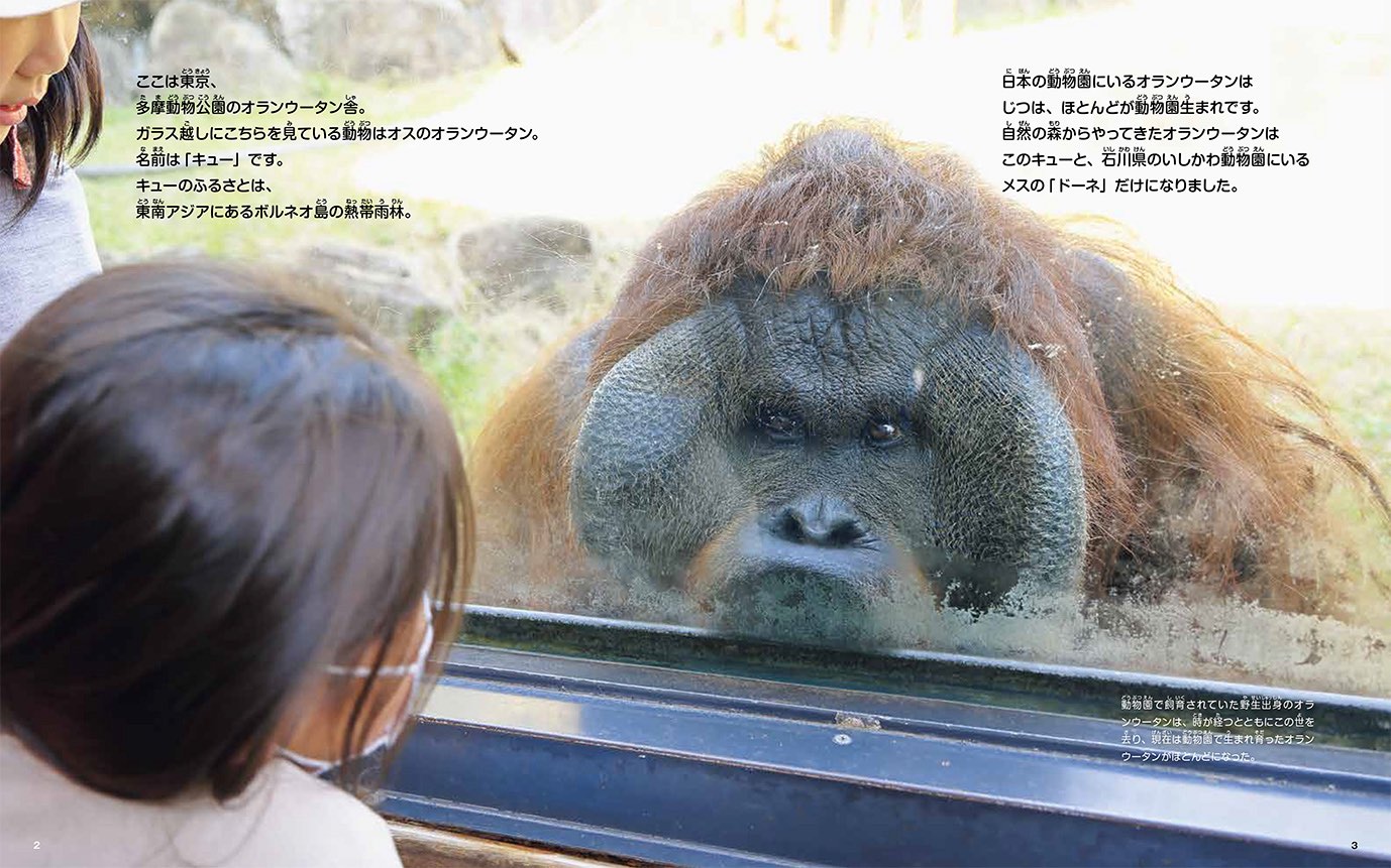 オランウータン「キュー」の写真絵本が発売の画像