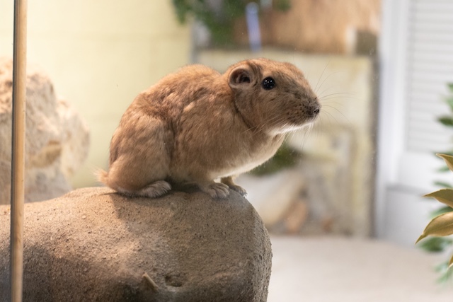 小動物の魅力が満載『Minimaマガジン』の画像