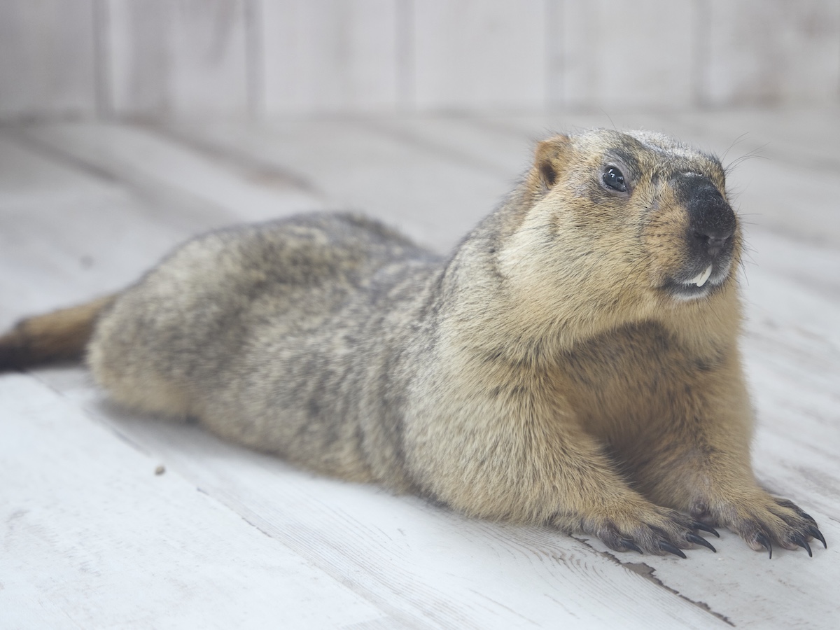 小動物の魅力が満載『Minimaマガジン』の画像