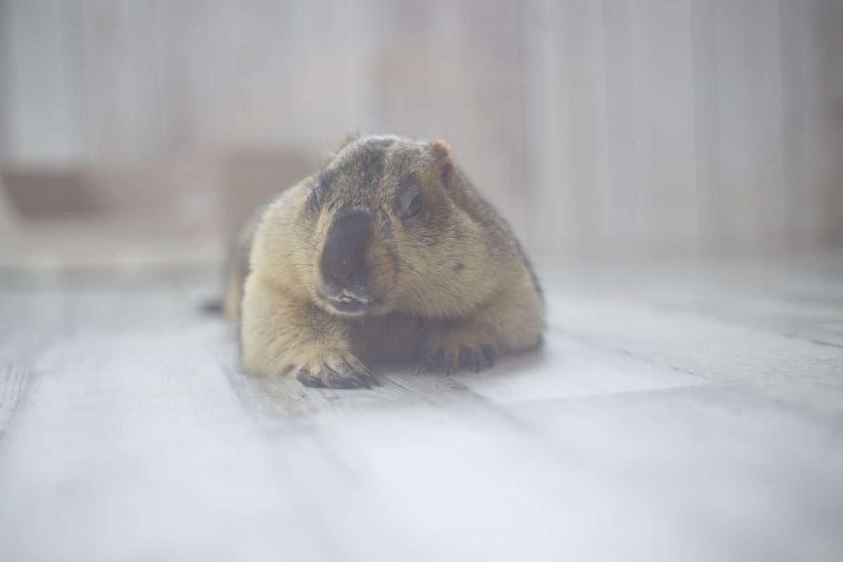 小動物の魅力が満載『Minimaマガジン』の画像