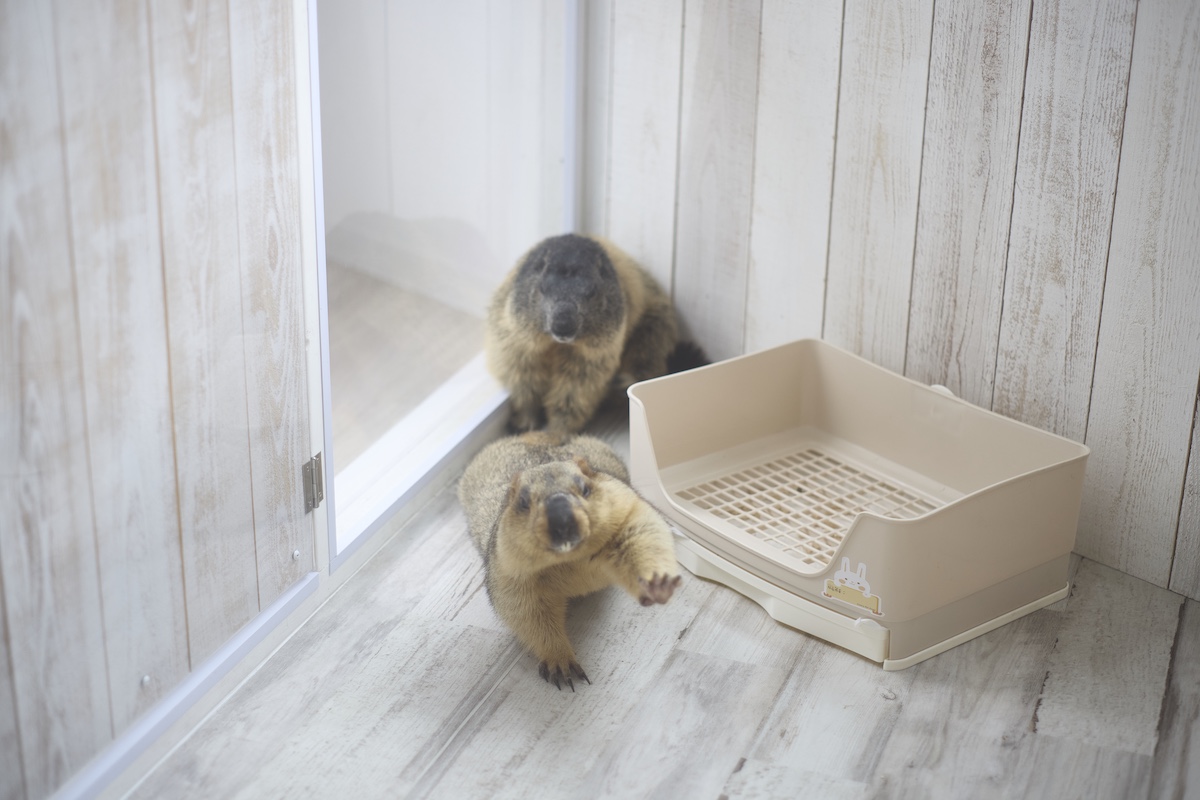 小動物の魅力が満載『Minimaマガジン』の画像