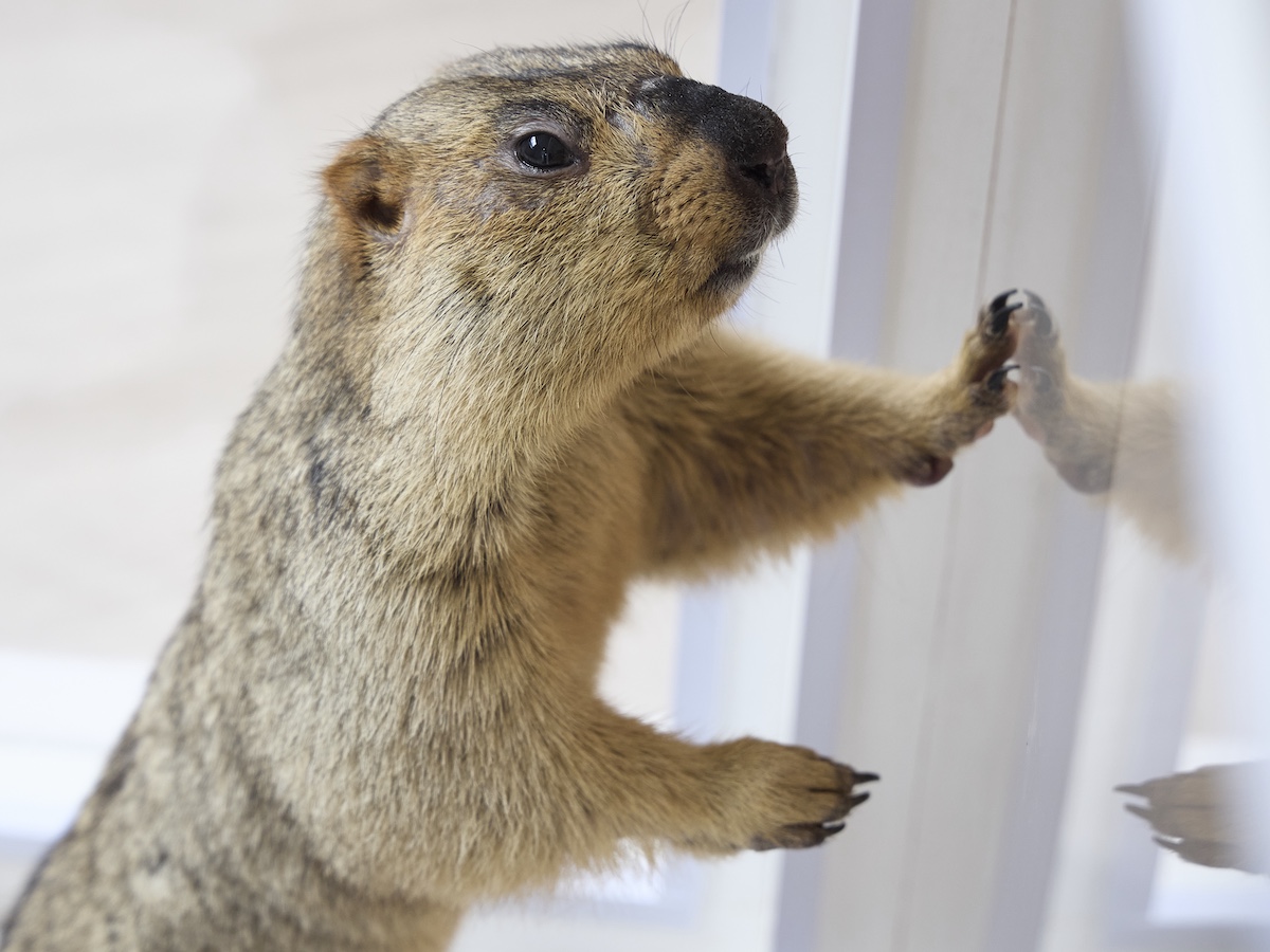 小動物の魅力が満載『Minimaマガジン』の画像