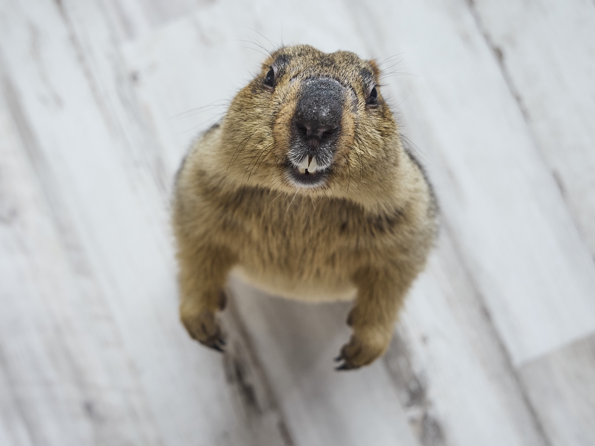 小動物の魅力が満載『Minimaマガジン』の画像