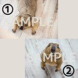 小動物の魅力が満載『Minimaマガジン』の画像