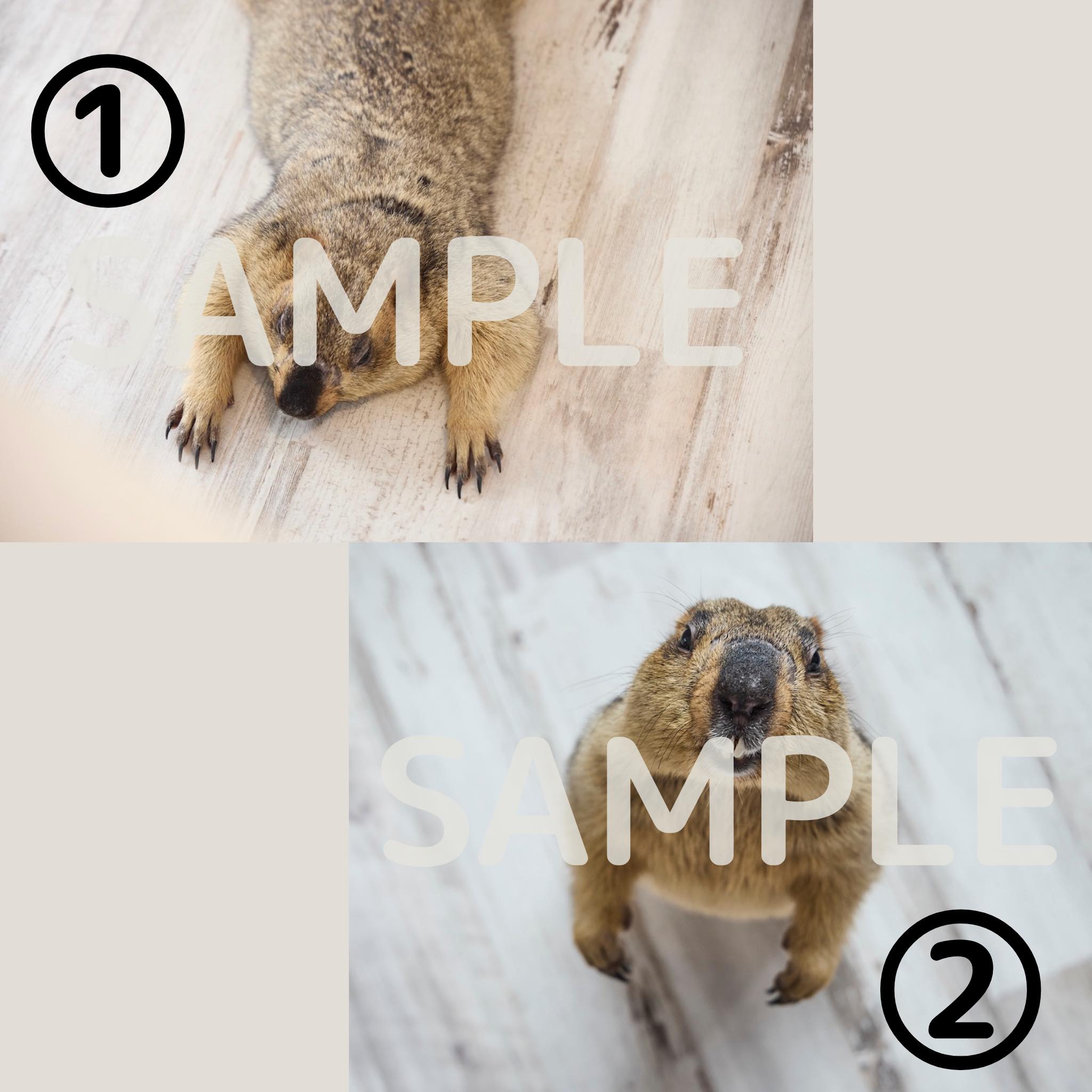 小動物の魅力が満載『Minimaマガジン』の画像