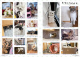 ねこたちの「最強の相棒」『ネコまる』夏秋号の画像