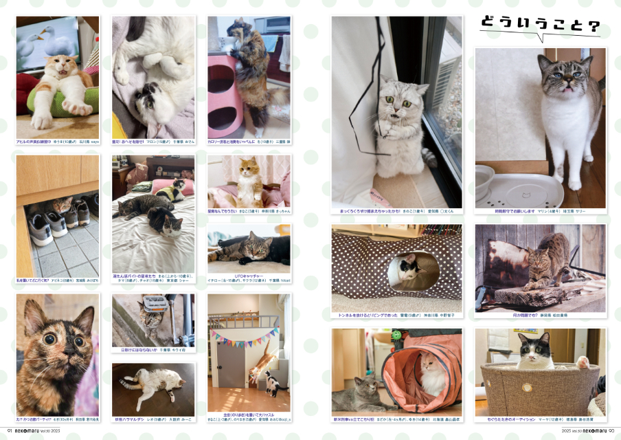 ねこたちの「最強の相棒」『ネコまる』夏秋号の画像
