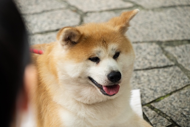 『室井慎次』×あきた美彩館、コラボイベントの画像