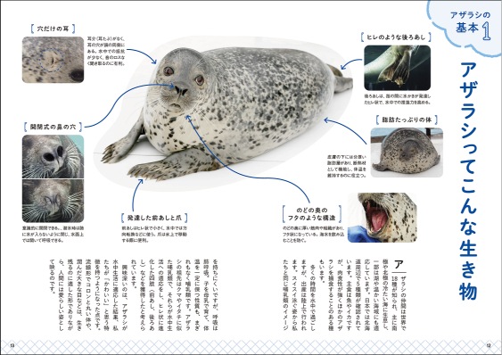 人気アザラシが多数掲載「アザラシBOOK」が6月発売　専門家へのインタビューも掲載の画像