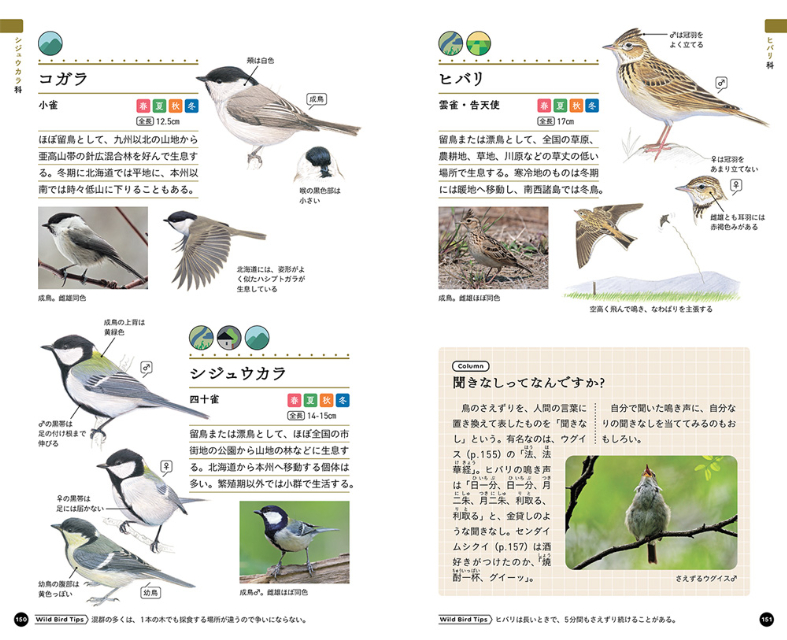 『野鳥手帳　「あの鳥なに？」がわかります！』の画像