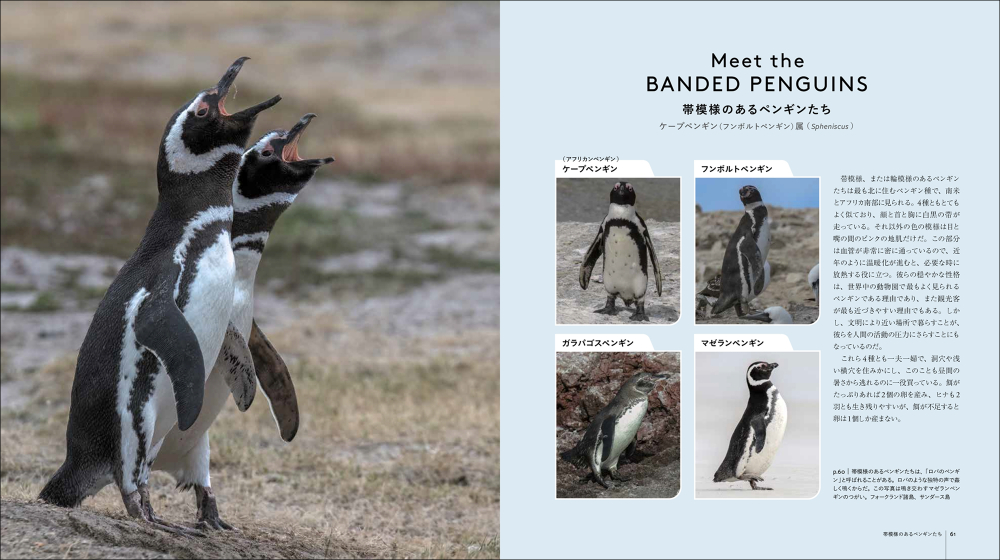 世界中に生息する種類を網羅『世界のペンギン』の画像