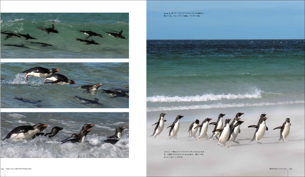世界中に生息する種類を網羅『世界のペンギン』の画像