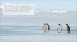 世界中に生息する種類を網羅『世界のペンギン』の画像