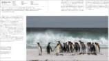 世界中に生息する種類を網羅『世界のペンギン』の画像