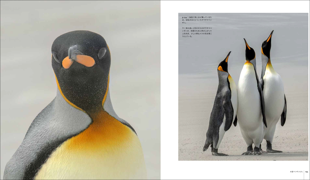 世界中に生息する種類を網羅『世界のペンギン』の画像