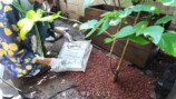 森泉、自宅の庭をDIYの画像