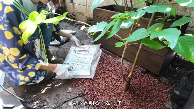 森泉、自宅の庭をDIYの画像