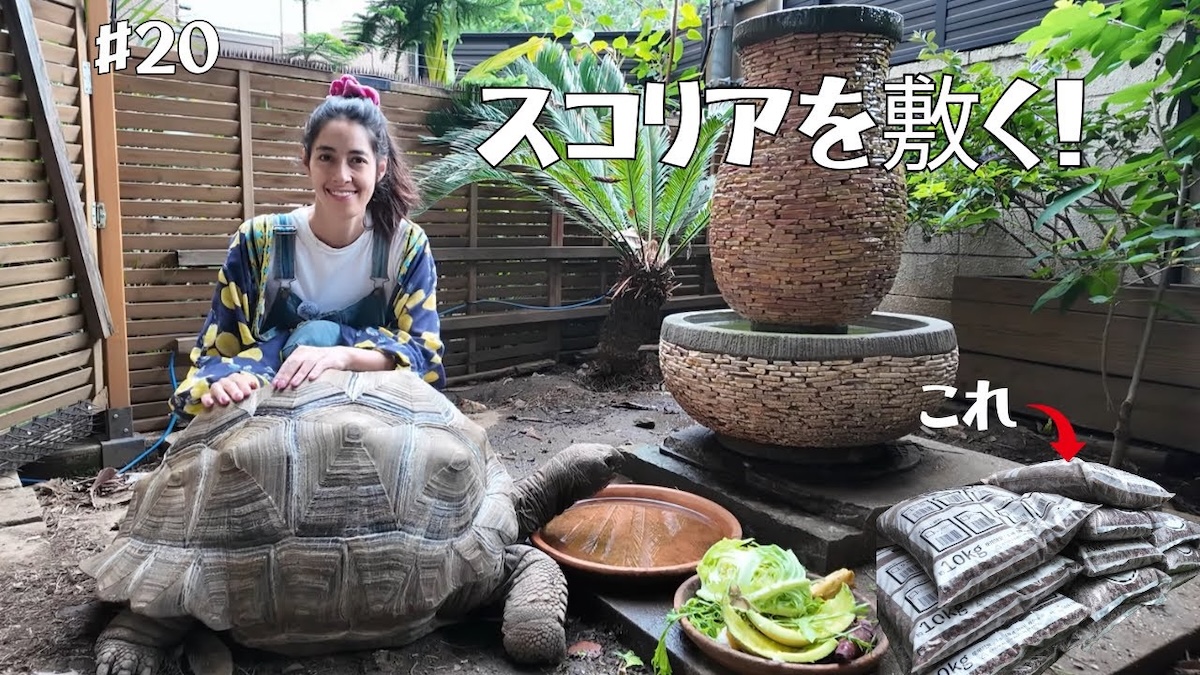 森泉、自宅の庭をDIY