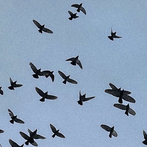 Daizy「ソノヒグラシ」ジャケット写真