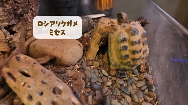 森泉、自宅の家庭菜園を披露の画像
