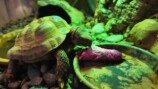 森泉、自宅の家庭菜園を披露の画像
