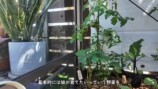 森泉、自宅の家庭菜園を披露の画像
