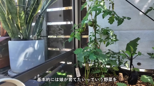森泉、自宅の家庭菜園を披露の画像