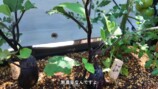 森泉、自宅の家庭菜園を披露の画像
