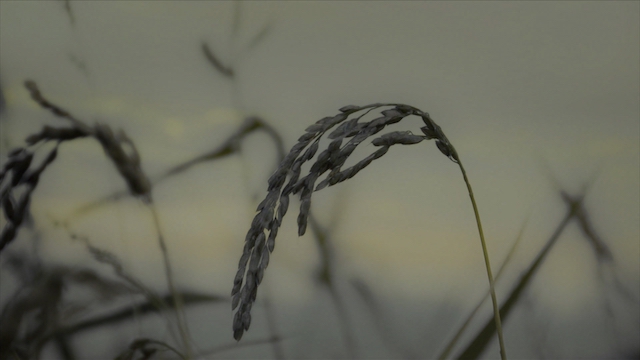 『べらぼう』蔦重の“遊び”は現代こそ響くの画像