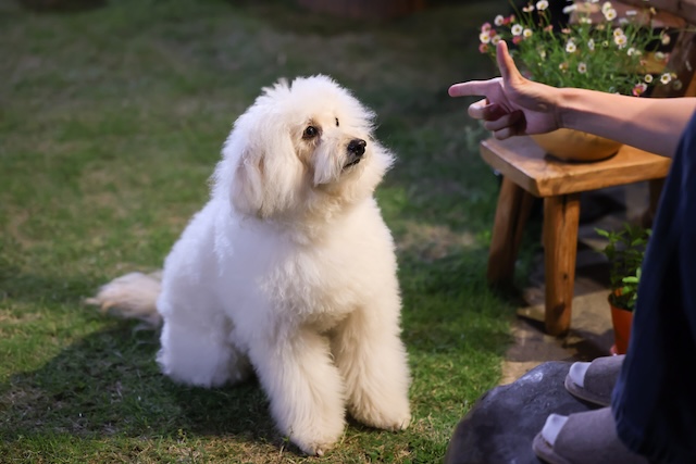 『初恋DOGs』第1話先行カットの画像