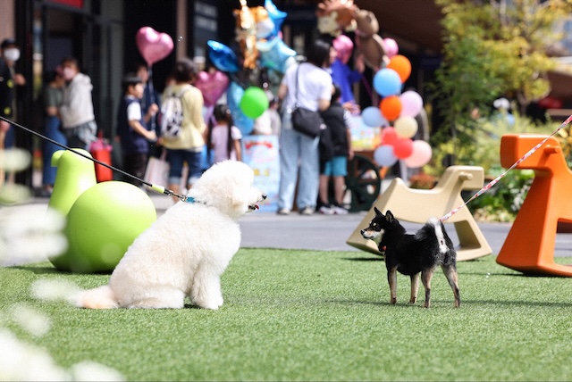 『初恋DOGs』に漂う“韓ドラ”的な質感の画像