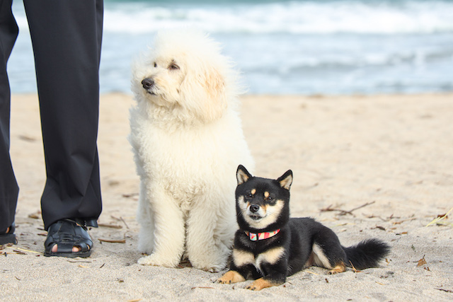 『初恋DOGs』が“好き”になる3つのポイントの画像