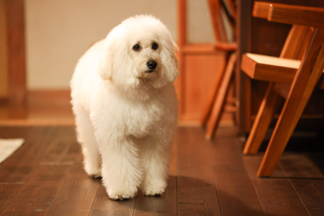 『初恋DOGs』が“好き”になる3つのポイントの画像