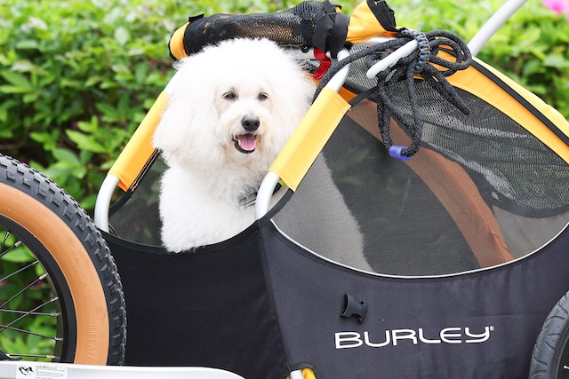 『初恋DOGs』第2話先行カットの画像