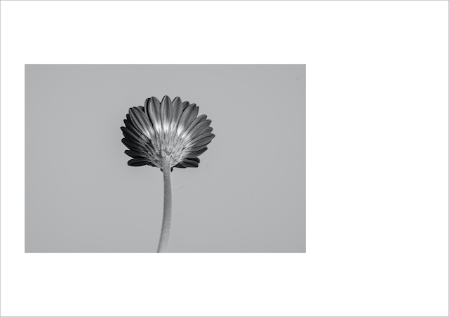 古屋呂敏、創作への情熱と等身大の想いの画像